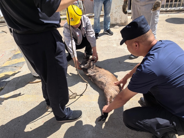 阿壩片區(qū) 救助野生動(dòng)物 攝影:柯燕君.jpg